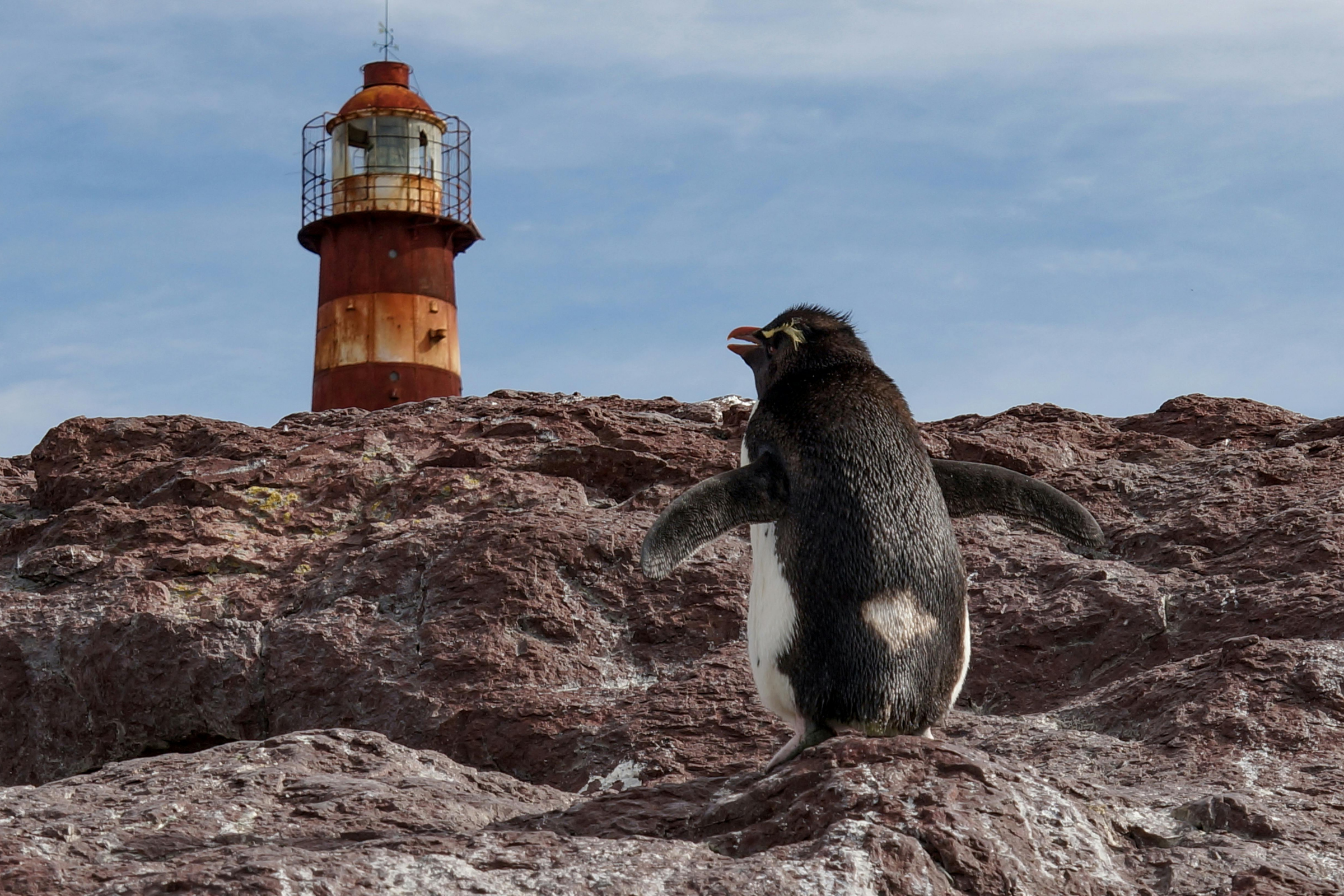 isla pinguino (3).webp